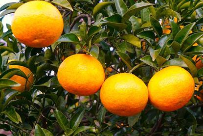 Citrus production in Jeju Korea