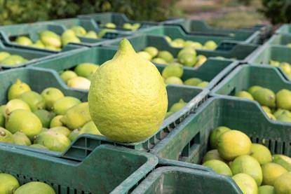 Lemons harvested in bins Adobe Stock