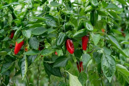 Thanet Earth grows approximately 24 million peppers each year