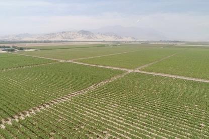 Peruvian avocado fields