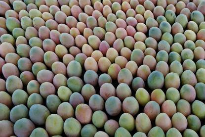 Peruvian mangoes
