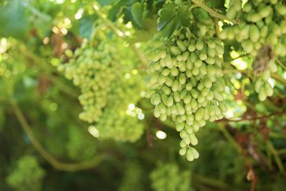 Bunch of table grapes Hex River Valley South Africa Adobe Stock