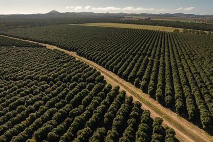 Macadamia production