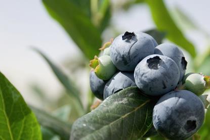 Blueberries