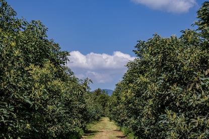 Michoacan avocado farm Adobe Stock