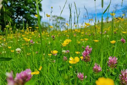Wildflower meadow