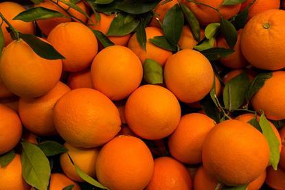 Valencia oranges
