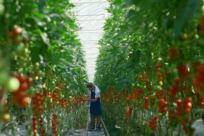 Tomato greenhouse
