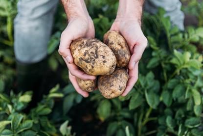 The new programme aims to bring through the next crop of UK potato growers