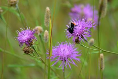 steinhummel - Lisa Prudnikow