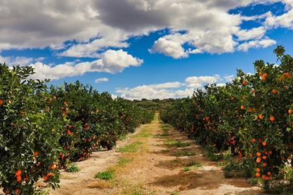 Orange grove South Africa Adobe Stock