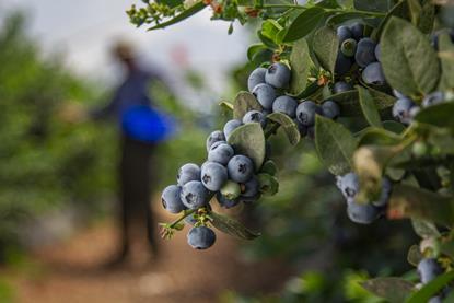 Cuna de Platero blues