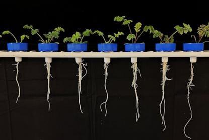 Some brassicas may be able to grow deeper root systems to increase water uptake