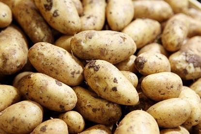 Rabobank: Internationaler Kartoffelmarkt wächst weiter