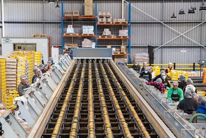 Seeka kiwifruit packhouse