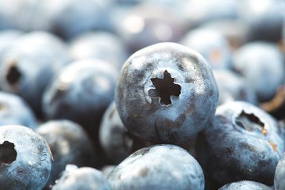 US blueberries closeup Adobe