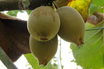 Neuseeland Kiwi Gold - Puketiro (10)