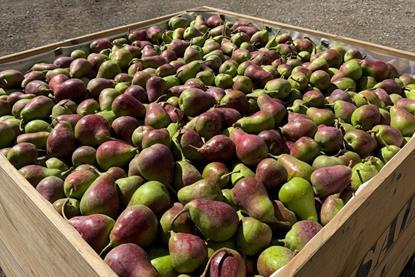 QTee pear harvest 2026