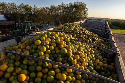 Brazil Sao Paulo oranges AdobeStock_883507121
