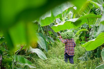 VN Vietnam banana plantation AdobeStock_449204106