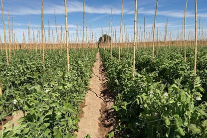 FairFruit snow peas sugar snap Arequipa Peru
