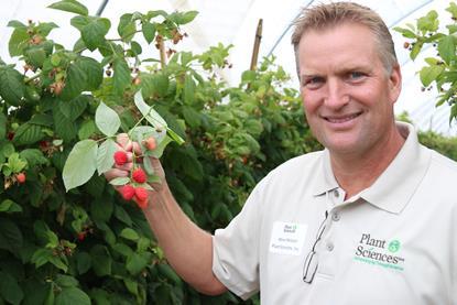 US Plant Sciences Steve Nelson raspberries