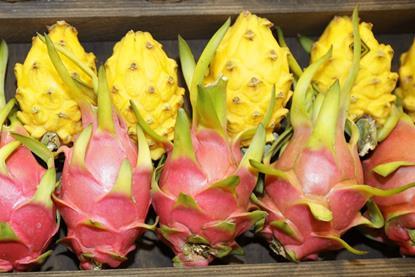 gelbe und rote pitahaya