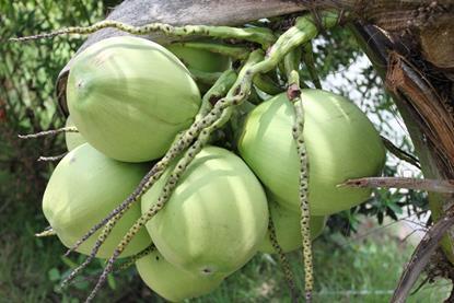 coconut vietnam free use