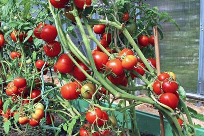 Tomatoes South Australia PIRSA