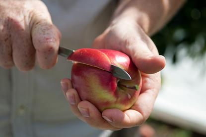NZ knife slicing Genesis apple Yummy Fruit