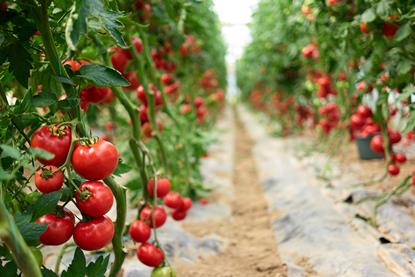 Two projects aim to boost the tomato sector