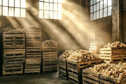 Generic potatoes in storage with light coming through Adobe Stock