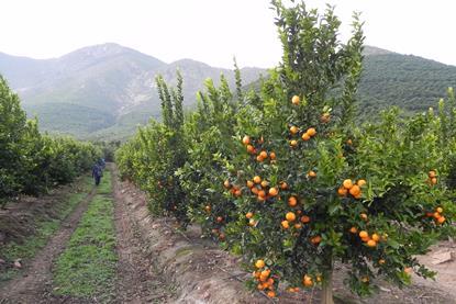 Chilean mandarins