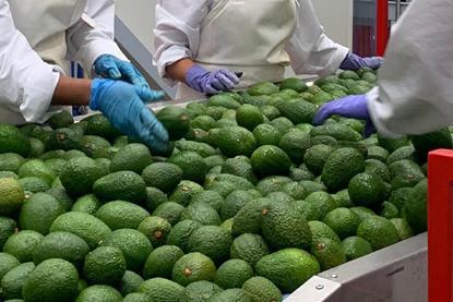 Colombian Avocado Board