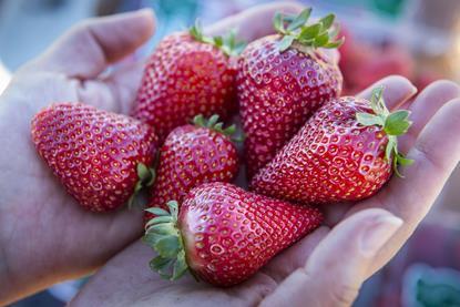 CREDIT Hector Amezcua UC Davis TAGS UCD Finn strawberries breeding varieties