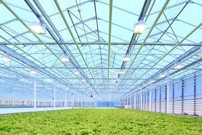 Glasshouse production is developing rapidly