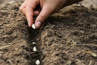 Planting seeds Adobe Stock