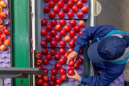 Verfrut Apple sorting Chile