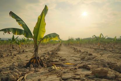 bananas climate change