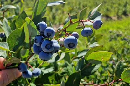 heidelbeeren weltweit