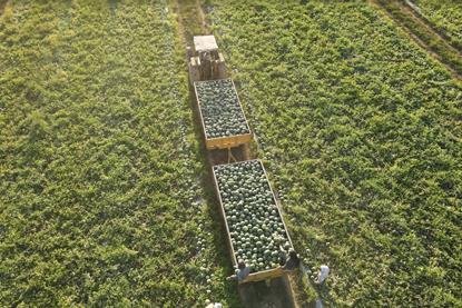 Hazera watermelon harvesting 2026