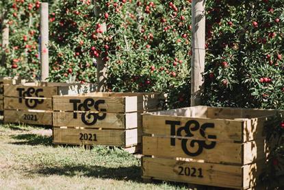 Companies NZ T&G Global Envy Apple 2D Plantings TandG