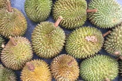 Durian