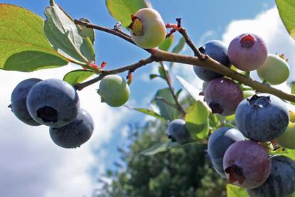 Onubafruit blueberries
