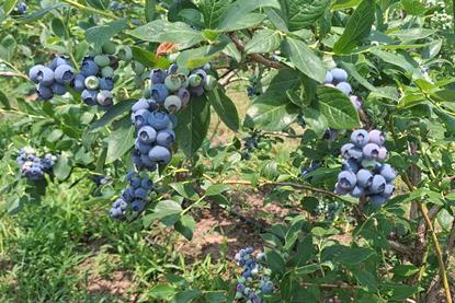 RS blueberries