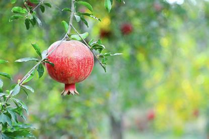 Afghanistan pomegranates