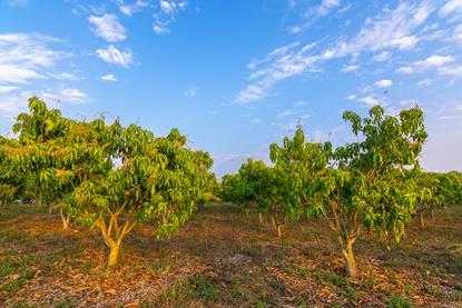 Mango trees Adobe Stock