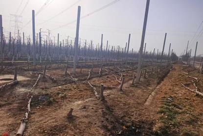 Illegal Scilate apple trees have been destroyed in a Gansu province orchard