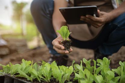 Agricultural research greenhouse vegetables Adobe Stock