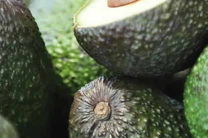 Colombian avos